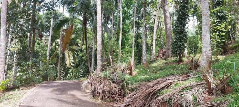 Windy Ridge Kandy Image 25