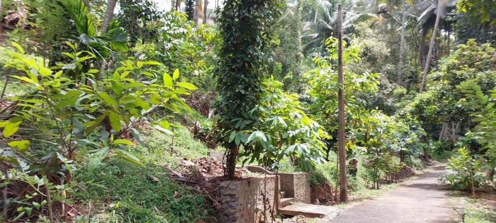 Windy Ridge Kandy Image 26
