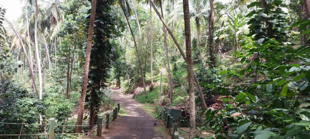 Windy Ridge Kandy Image 28