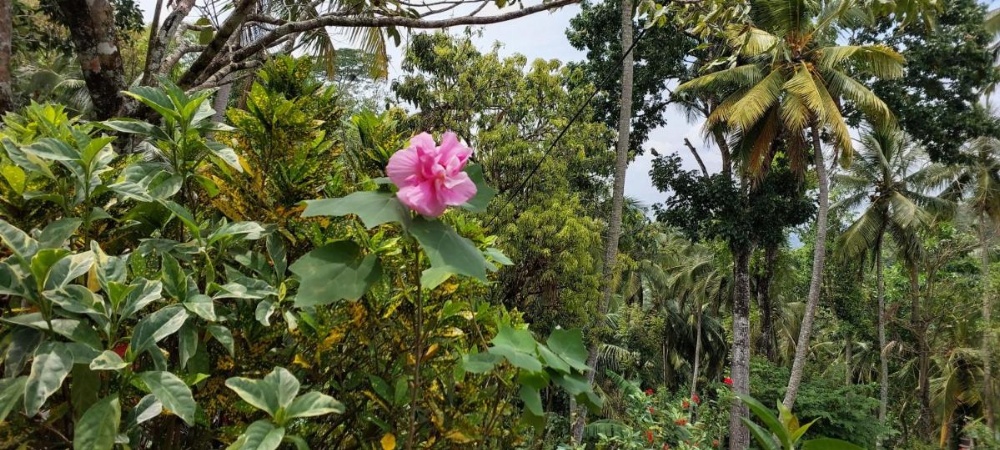 Windy Ridge Kandy Image 29