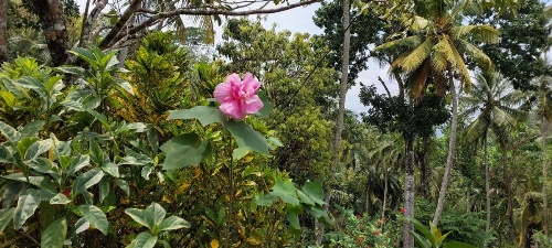 Windy Ridge Kandy image 29
