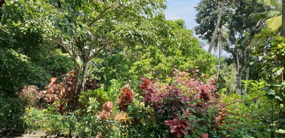 Windy Ridge Kandy Image 33